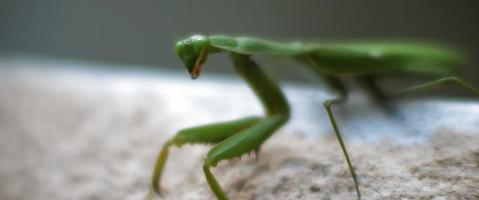 Close up of the praying mantis sitting on a concrete wall, turning its head video