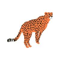 Spotted Wild Cheetah Cat Portrait Graphic vector