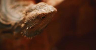 dragón barbudo, también conocido como pogona, moviendo la cabeza hacia arriba y hacia abajo. video