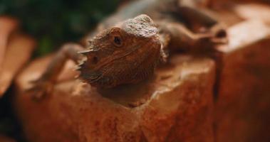 dragon barbu, également connu sous le nom de pogona, assis sur un rocher. video