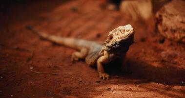 dragón barbudo, también conocido como pogona, tendido en el suelo, mirando hacia arriba video