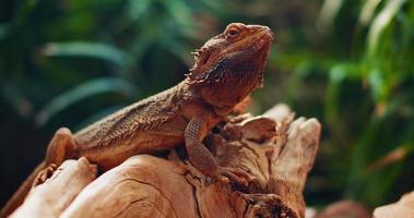 Bearded dragon, also known as Pogona, sitting on a tree branch.