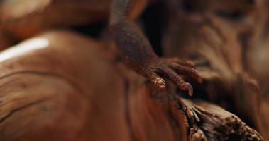 close-up dos pés de um dragão barbudo, sentado em um galho de árvore. video