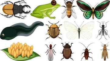 Colección de diferentes insectos aislado sobre fondo blanco. vector