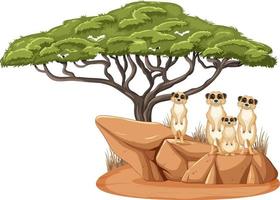 Group of meerkats standing with a big tree vector