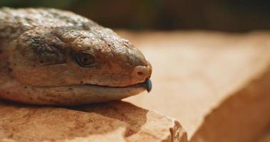 Blue-tongued lizard,also known as blue-tongued skink, sticking out its tongue video