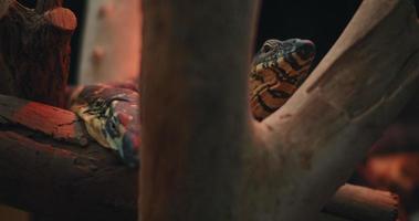 dos lagartos monitores de encaje, también conocidos como goanna de árbol, detrás de las ramas de los árboles. video