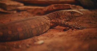 perentie, de grootste varaan in Australië, liggend op de grond video