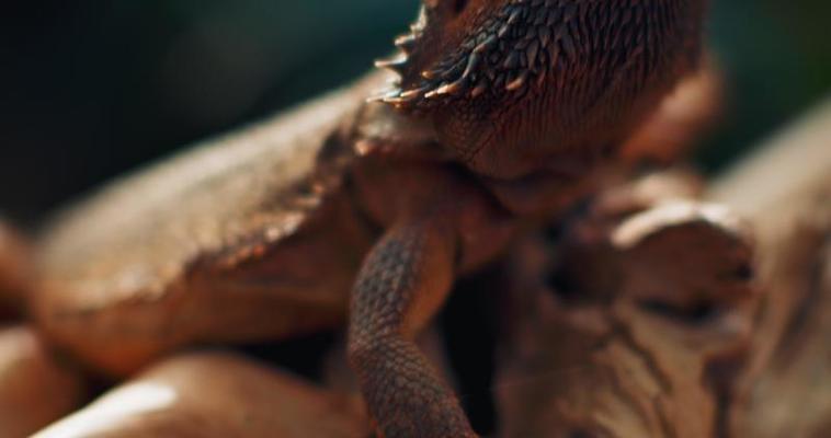 Dragon Stock Video Footage for Free Download