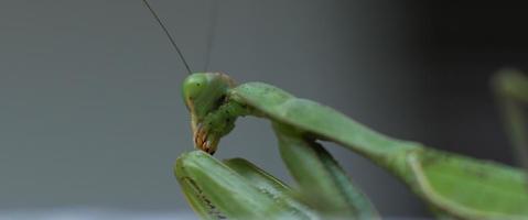 ripresa a macroistruzione della mantide religiosa video