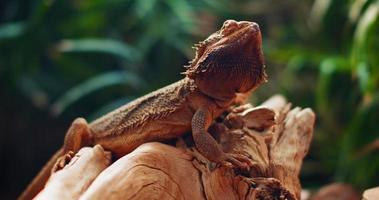 Bearded dragon, also known as Pogona, sitting on a tree branch.