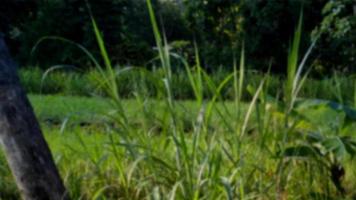 fondo desenfocado de campos de arroz durante el día en yogyakarta, java central, indonesia con espacio de texto de copia. foto