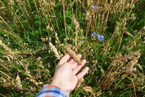 Ear in hand. Wheat field. Rye field. photo