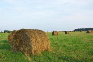 heno. rollos de heno yacen en el campo. foto