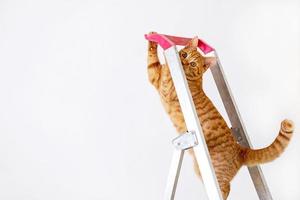 el gato rojo rayado joven divertido está en la escalera de la construcción. foto