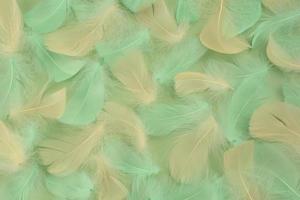 Green, white, beige  Feathers birds. Pattern of Lightweight bird feathers on green pastel background photo