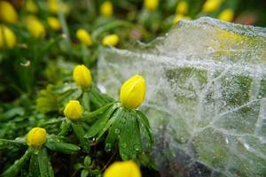 Eranthis Hyemalis Flowers And Blurred Transparent Ice Surface.