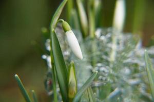 Detail Of European Plant Snowdrop And Blurred Transparent Ice Surface In The Green Garden. photo
