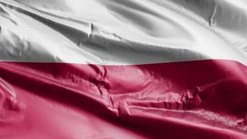 bandera de polonia ondeando en el bucle de viento. bandera polaca meciéndose en la brisa. fondo de relleno completo. Bucle de 10 segundos.
