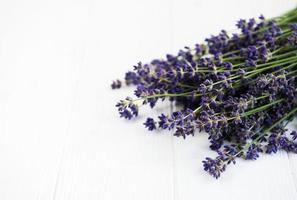 fresh lavender flowers photo