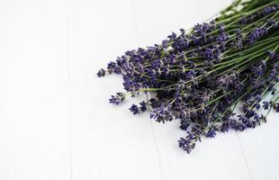 flores frescas de lavanda foto