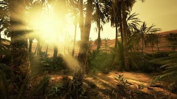 puesta de sol en el desierto sobre el oasis con palmeras y dunas de arena foto