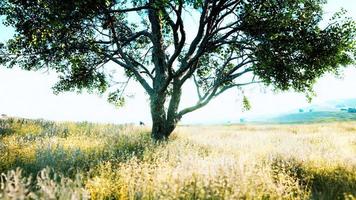 Old linden tree on autumn hill meadowy photo