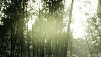 Windy Tranquil Arashiyama Bamboo Grove photo