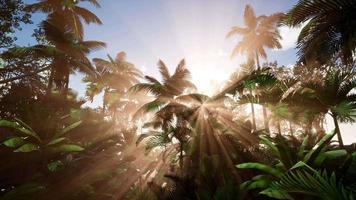 rayos de sol a través de palmeras foto