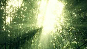 The sun's rays penetrate between the twigs and bamboo leaves photo