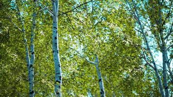 white birch trees in the forest in summer photo