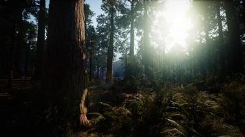 Sequoia National Park under the fog mist clouds photo