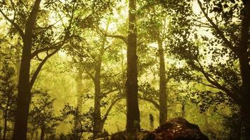 bosque de verano con niebla profunda foto