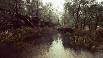 forest spring landscape with overgrown pond photo