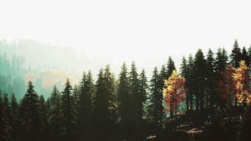 sunlight in spruce forest in the fog on the background of mountains at sunset photo