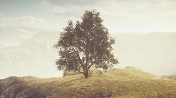 Green tree on a hill on a sunny day in summer photo