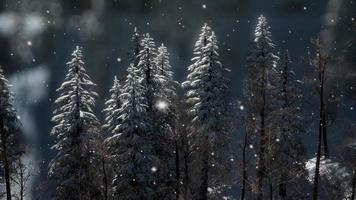 Misty fog in pine forest on mountain slopes photo