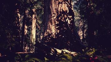 secuoyas gigantes en el parque nacional de secuoyas en california, ee.uu. foto
