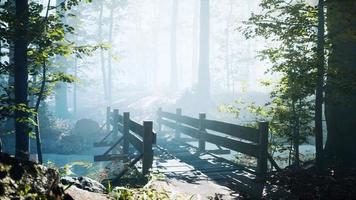 wooden bridge into forest with river photo