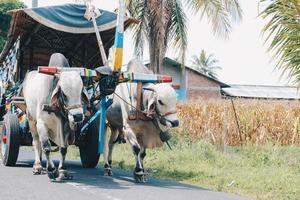 Cow cart or Gerobak Sapi with two white oxen pulling wooden cart with hay on road in Indonesia attending Gerobak Sapi Festival. photo