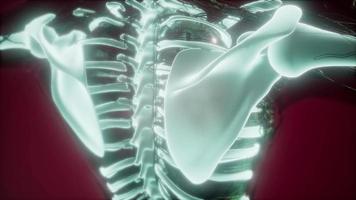 Human Body with Visible Skeletal Bones video