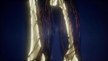 Human Body with Visible Skeletal Bones video