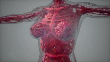 model showing anatomy of human body illustration video