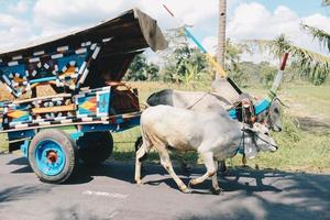 Cow cart or Gerobak Sapi with two white oxen pulling wooden cart with hay on road in Indonesia attending Gerobak Sapi Festival. photo