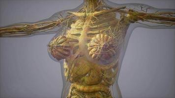 Modell, das die Anatomie der Abbildung des menschlichen Körpers zeigt