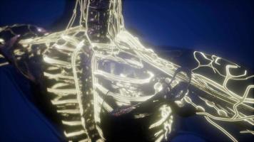 Human Body with Glow Blood Vessels video