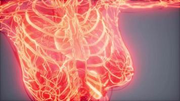 Blood Vessels of Human Body video