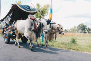 Cow cart or Gerobak Sapi with two white oxen pulling wooden cart with hay on road in Indonesia attending Gerobak Sapi Festival. photo