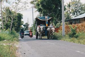 Cow cart or Gerobak Sapi with two white oxen pulling wooden cart with hay on road in Indonesia attending Gerobak Sapi Festival. photo