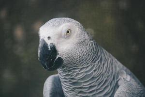 Close up on a African Grey Parrot photo